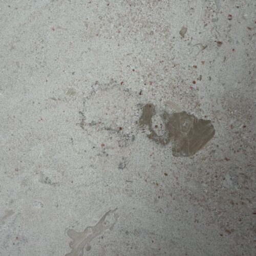 Svensk kalkstenflis sandfarget med koraller og fossiler.